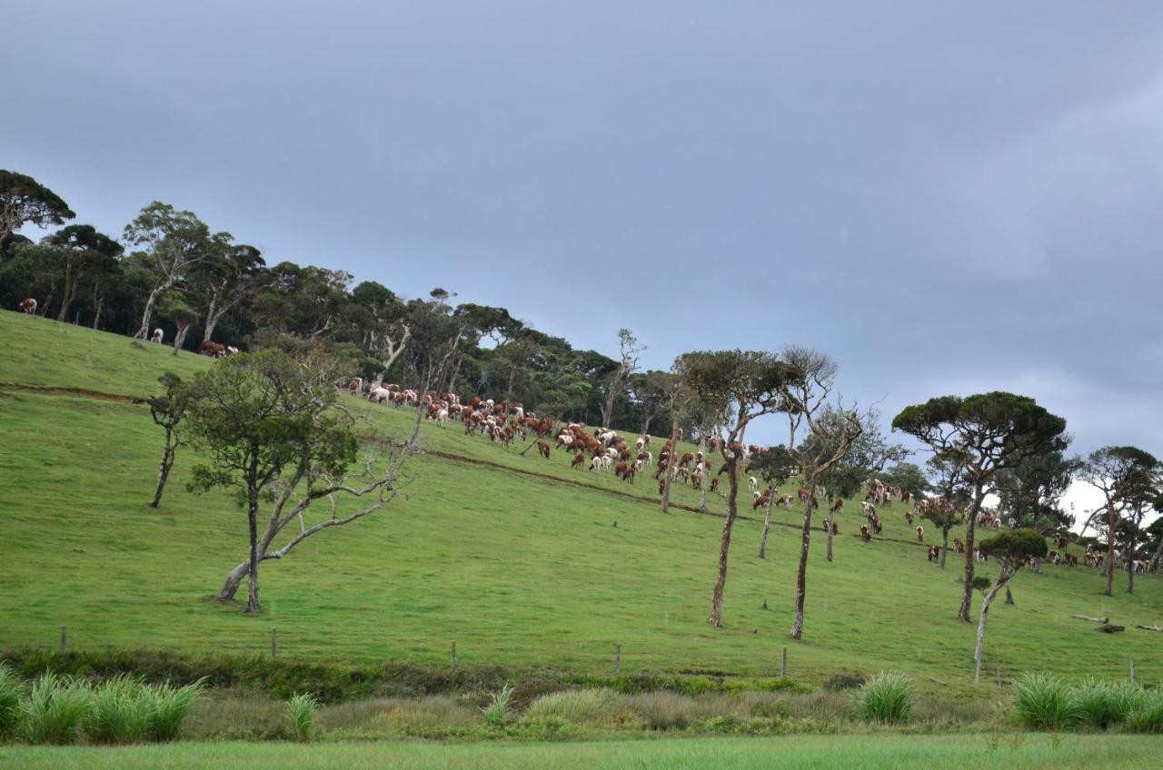 Yensfield Blackpool Nuwara Eliya Extérieur photo
