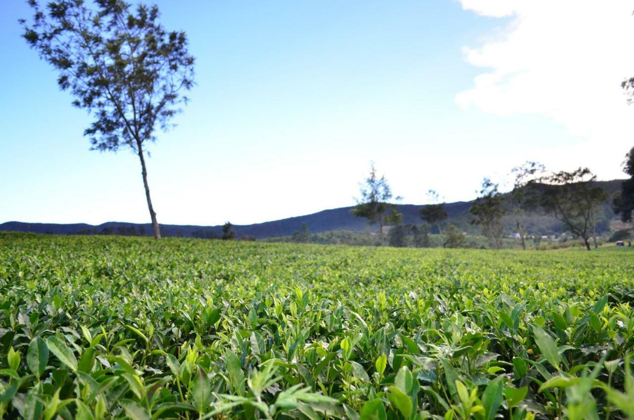 Yensfield Blackpool Nuwara Eliya Extérieur photo
